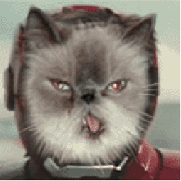 IRON CAT