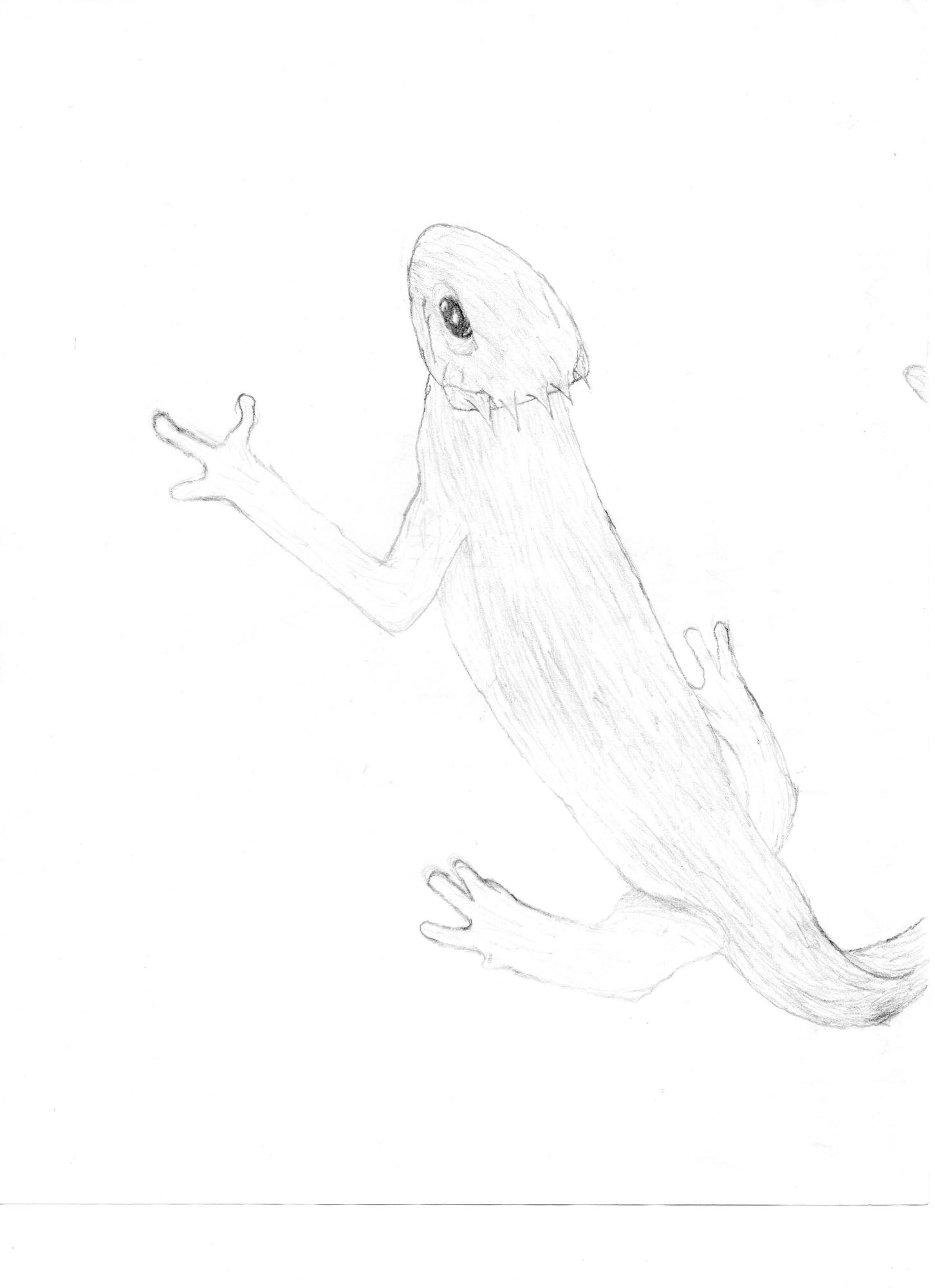 It came out a little fuzzy. What a cute newt! Right?