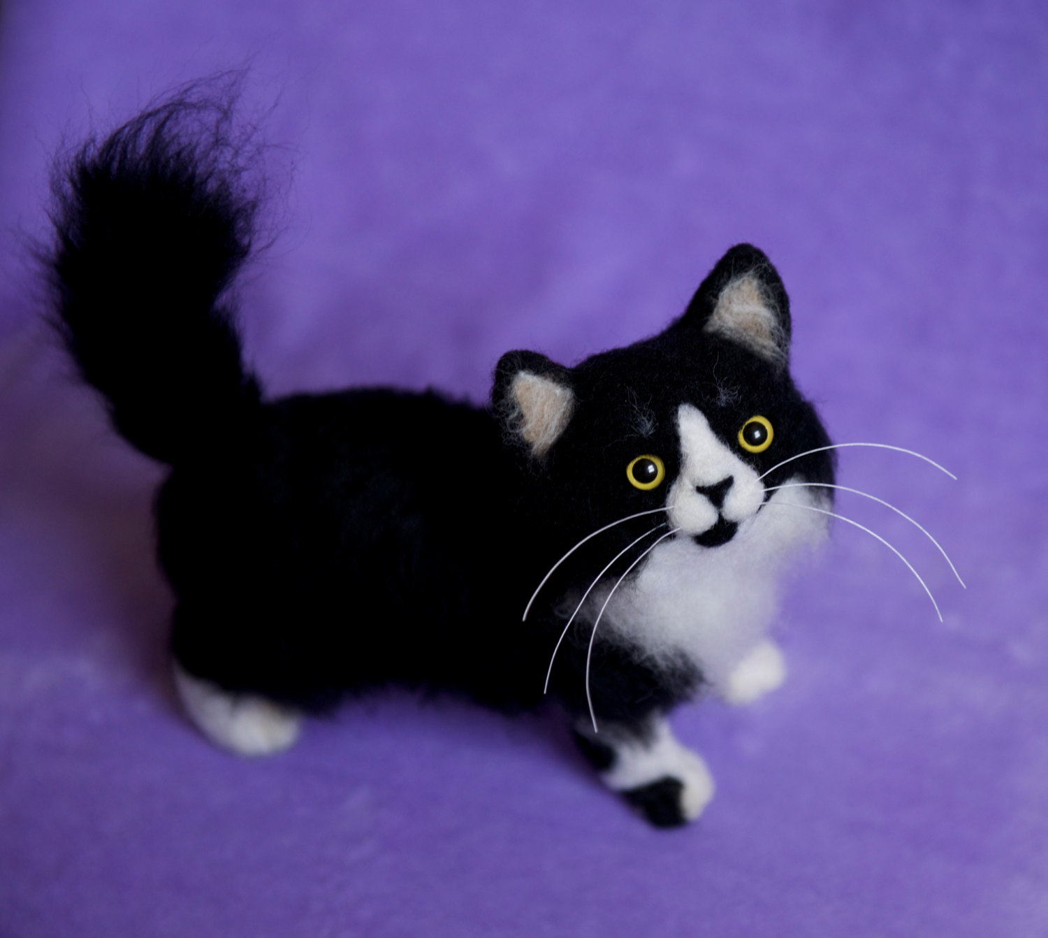its a cat and take a look at its eye