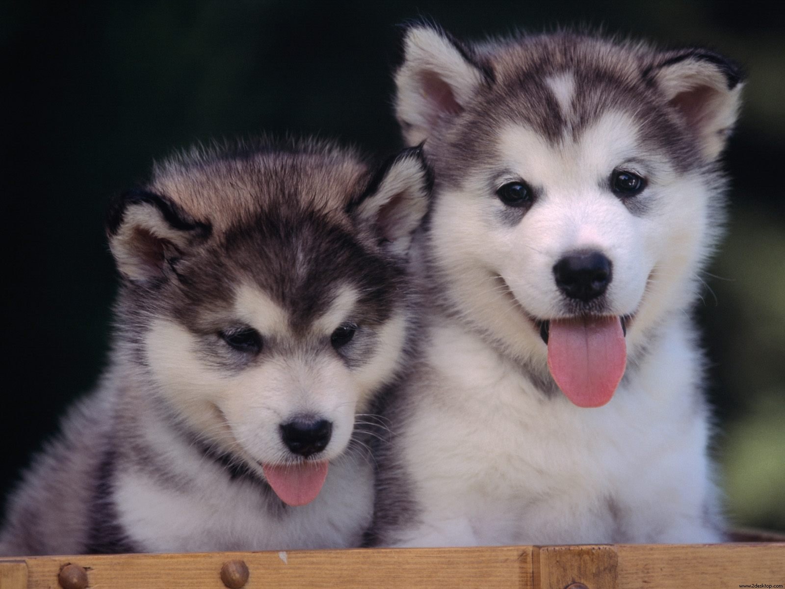 It's Cute