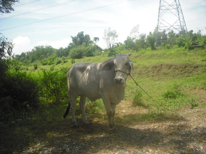 ITSH A COW!

Don't know, my GF just ordered me to do it.