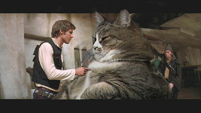 Jabba the Cat