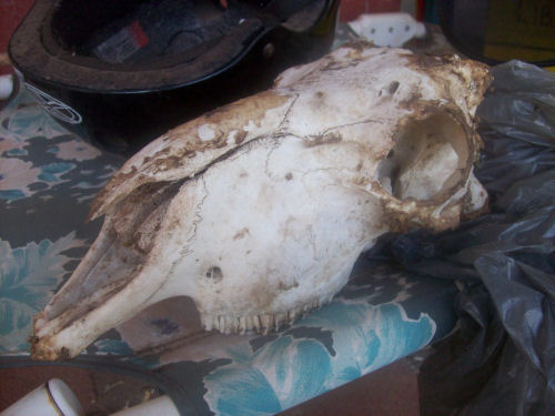 Joe the sheep skull.