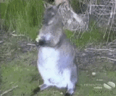 kangaroo