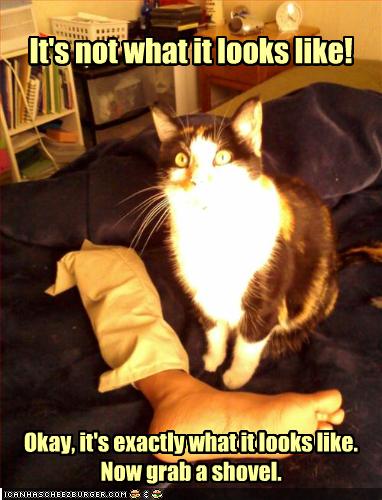 Killer Cat