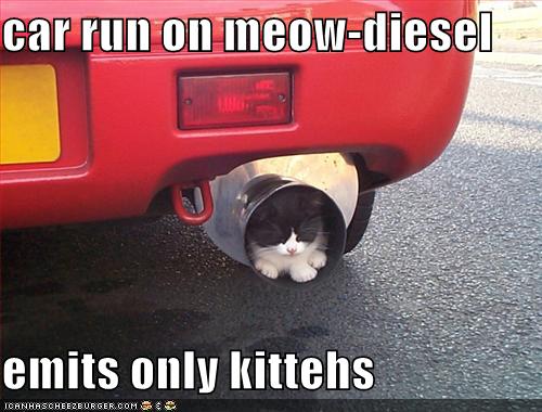 kitteh car