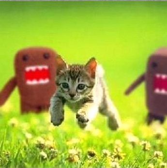 Kitty!!!!! ITS SO CUTE DAMMIT!