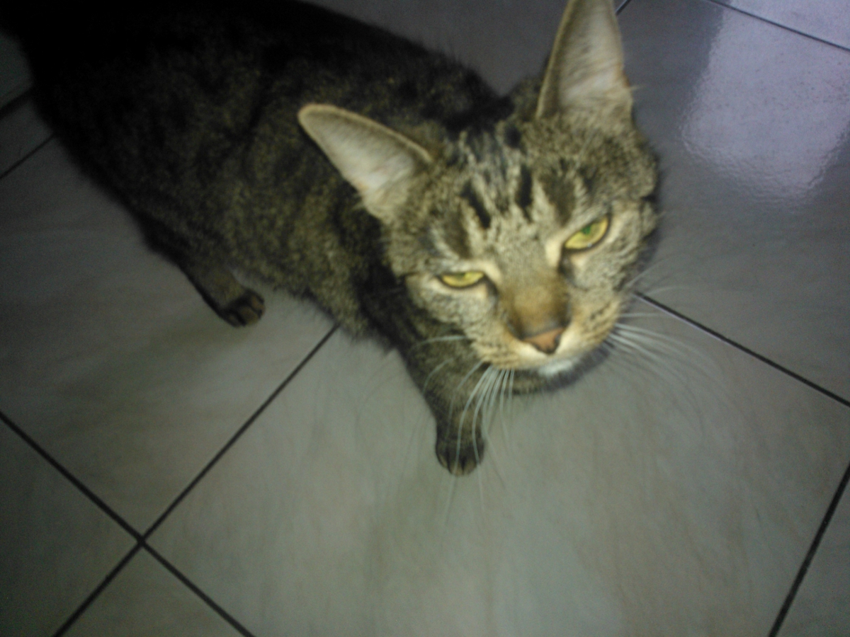 kitty2