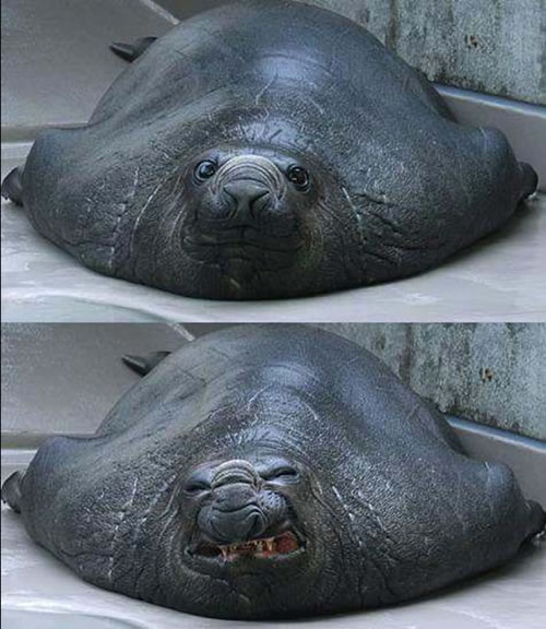 lawl funny seal ^_^