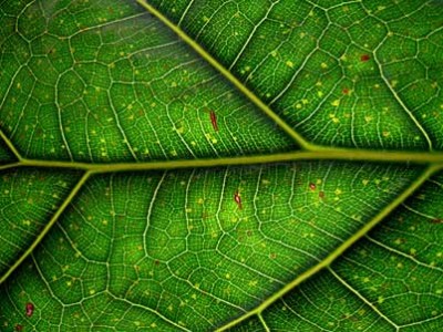 leaf 400x300