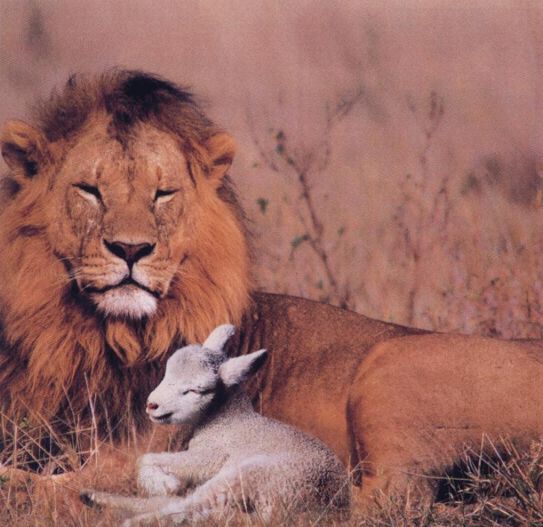 Lion And Lamb