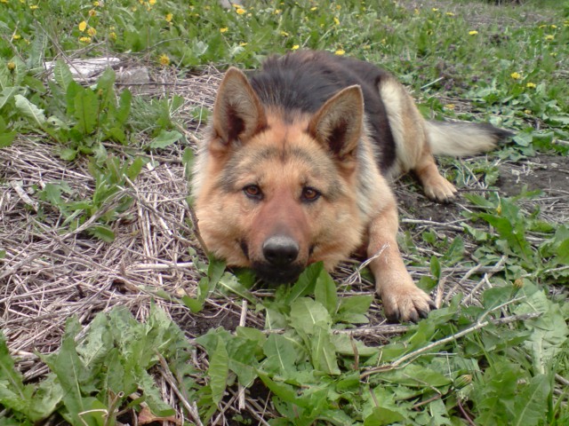 Lisa...my german shepherd doggie :D