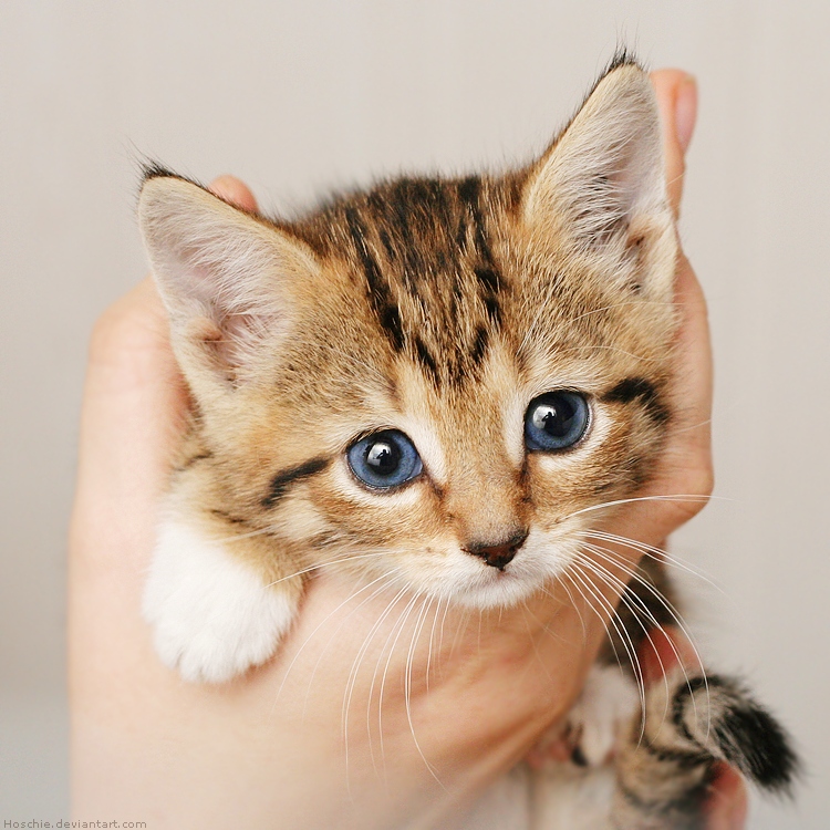 little cat by hoschie