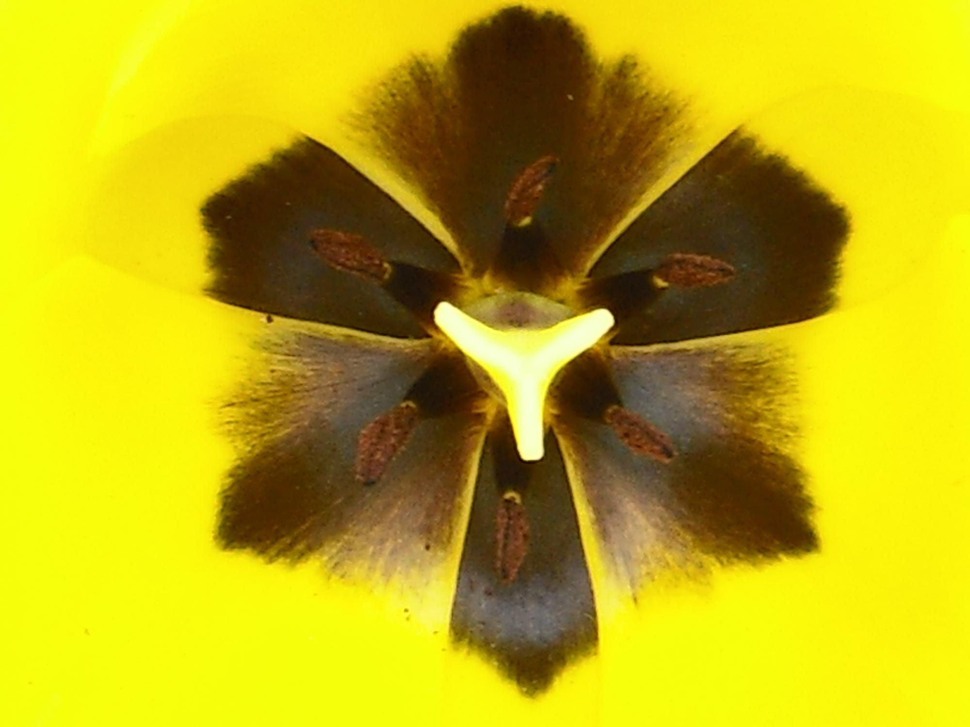 Looks really cool, its almost difficult to tell thats the inside of a flower
