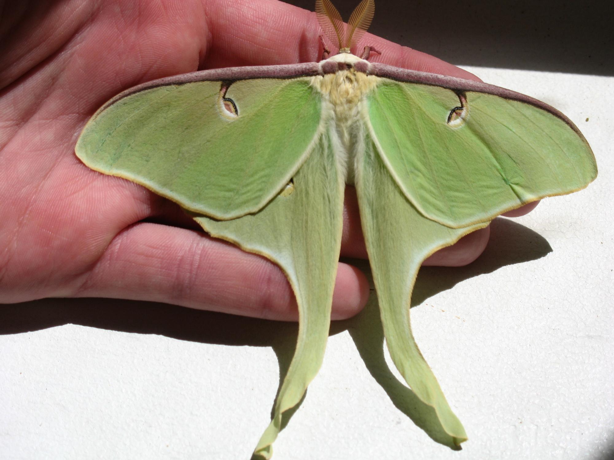 Luna Moth on my hand

Taken on 6/22/09