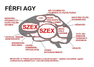 Male brain