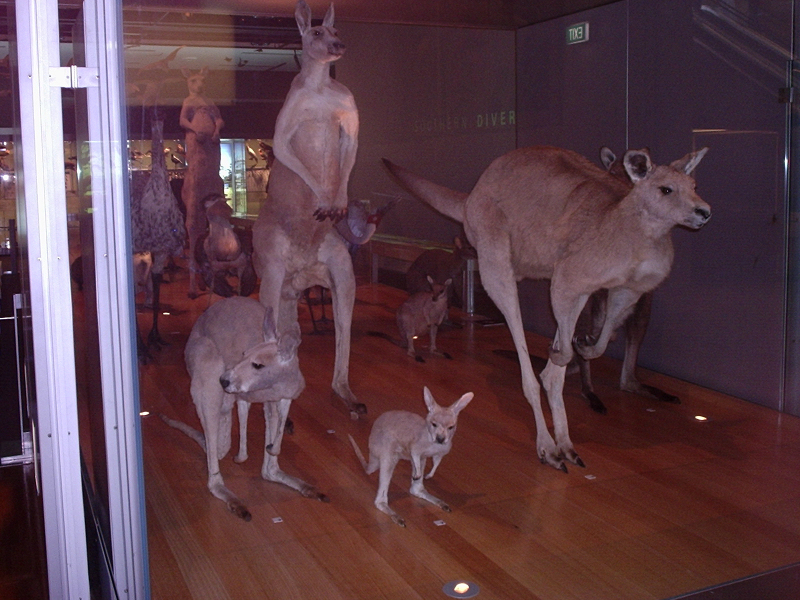 Melbourne animal place