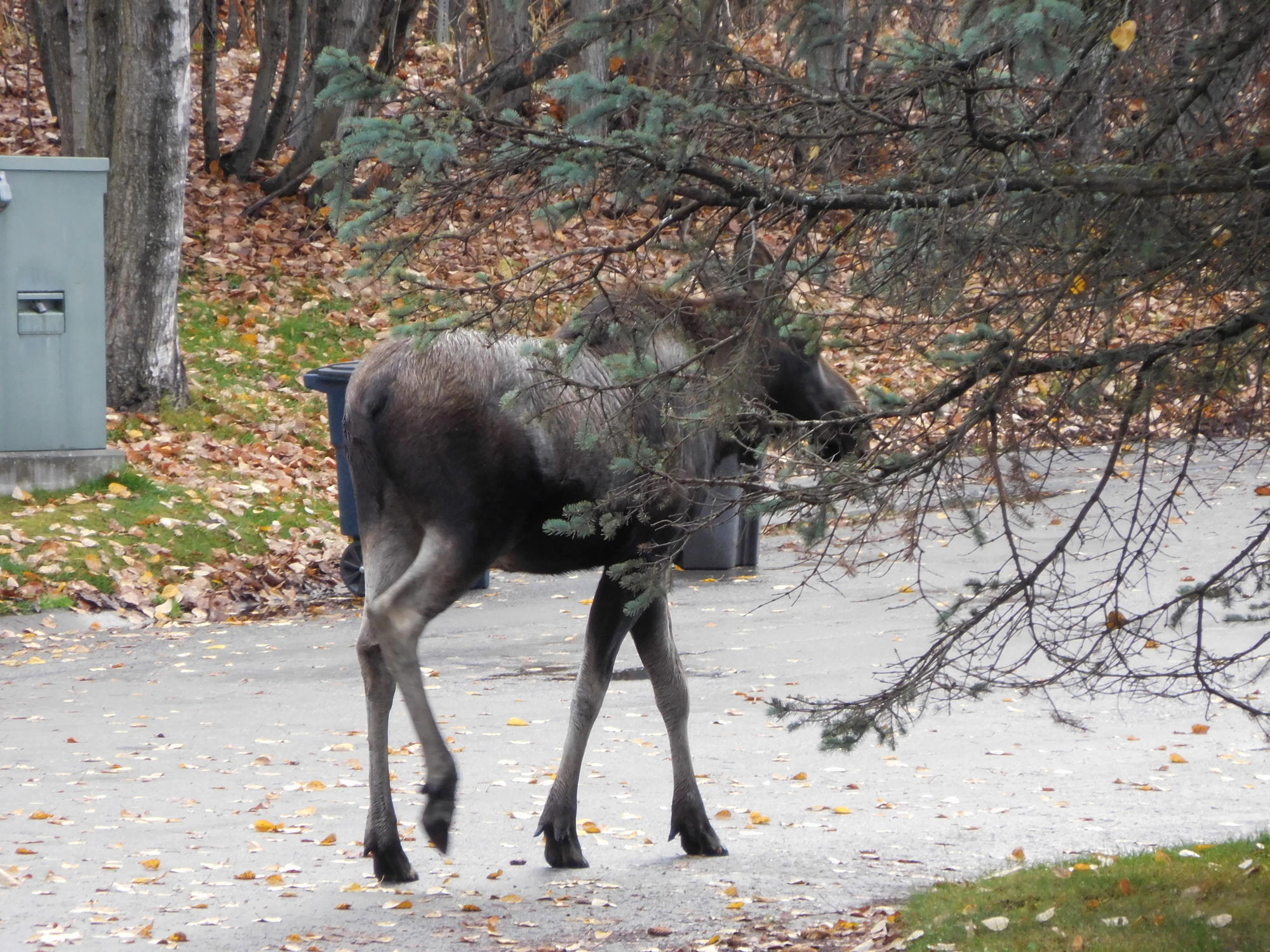Moose in front of my house.