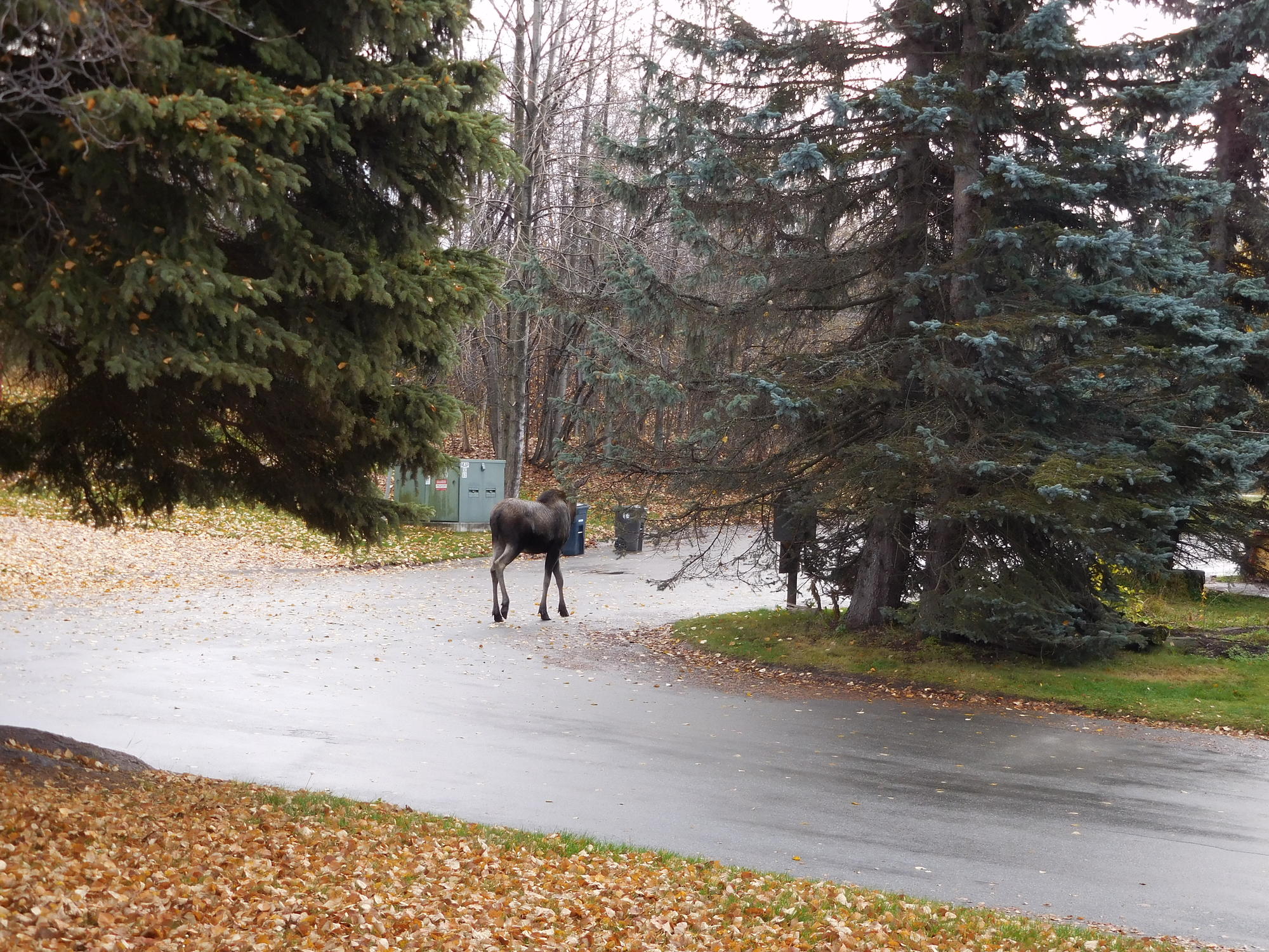 Moose in front of my house.