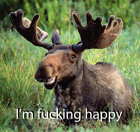 moose smiles