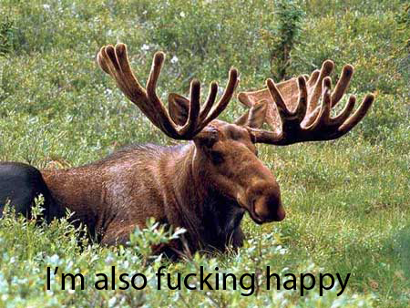 moose