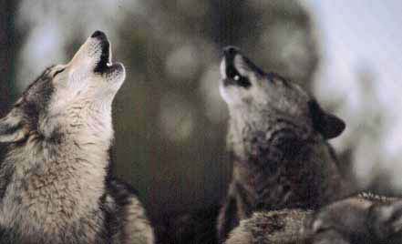 More Wolves