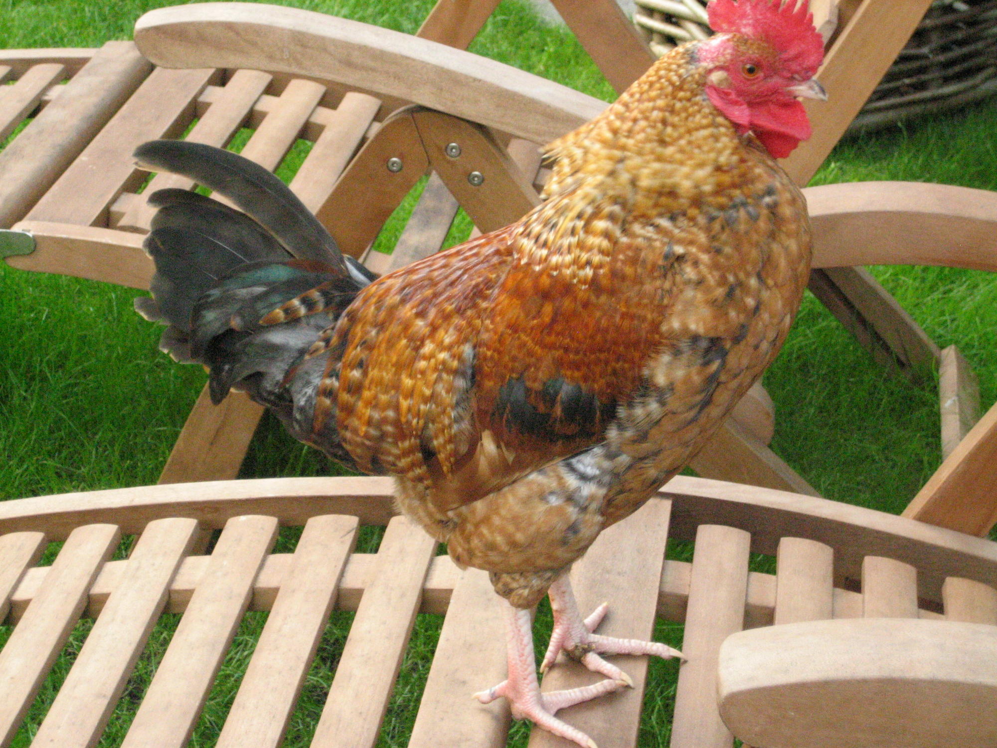 My big cock.