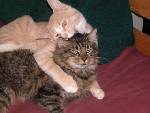 My cat Diane (male, Main Coon) with Summer (golden cat) on top.