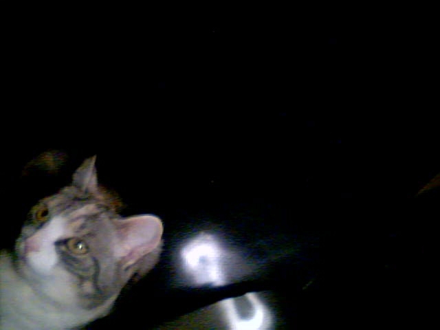my cat named Zelda