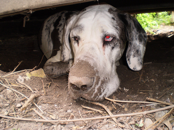 My dog, after it for strange reasons started digging a hole below our Garden house, with its nose.

Ain't it lovely