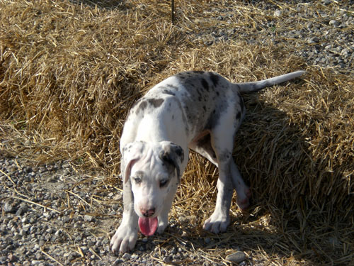 My Dog (As 1 month) Grand Danois