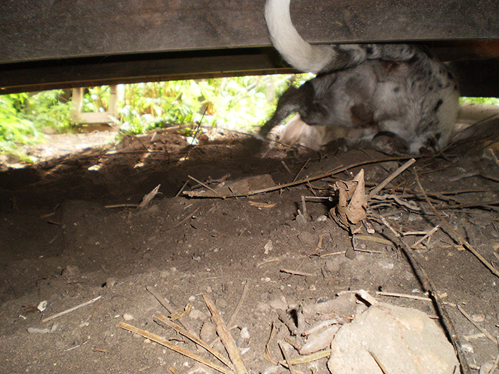 My dog digging... Refer to the picture of it with dirt on its nose.
