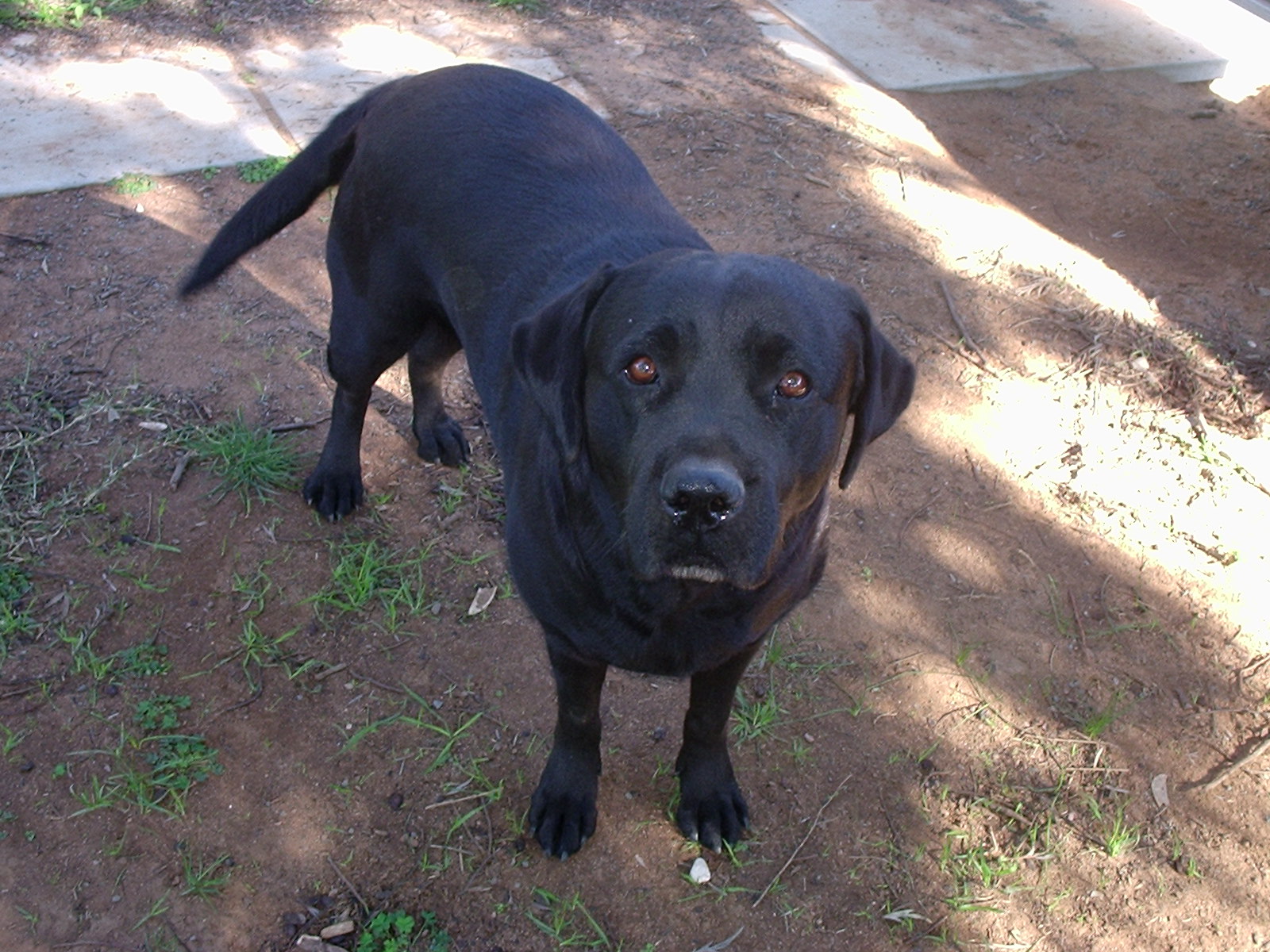 My dog ebony.