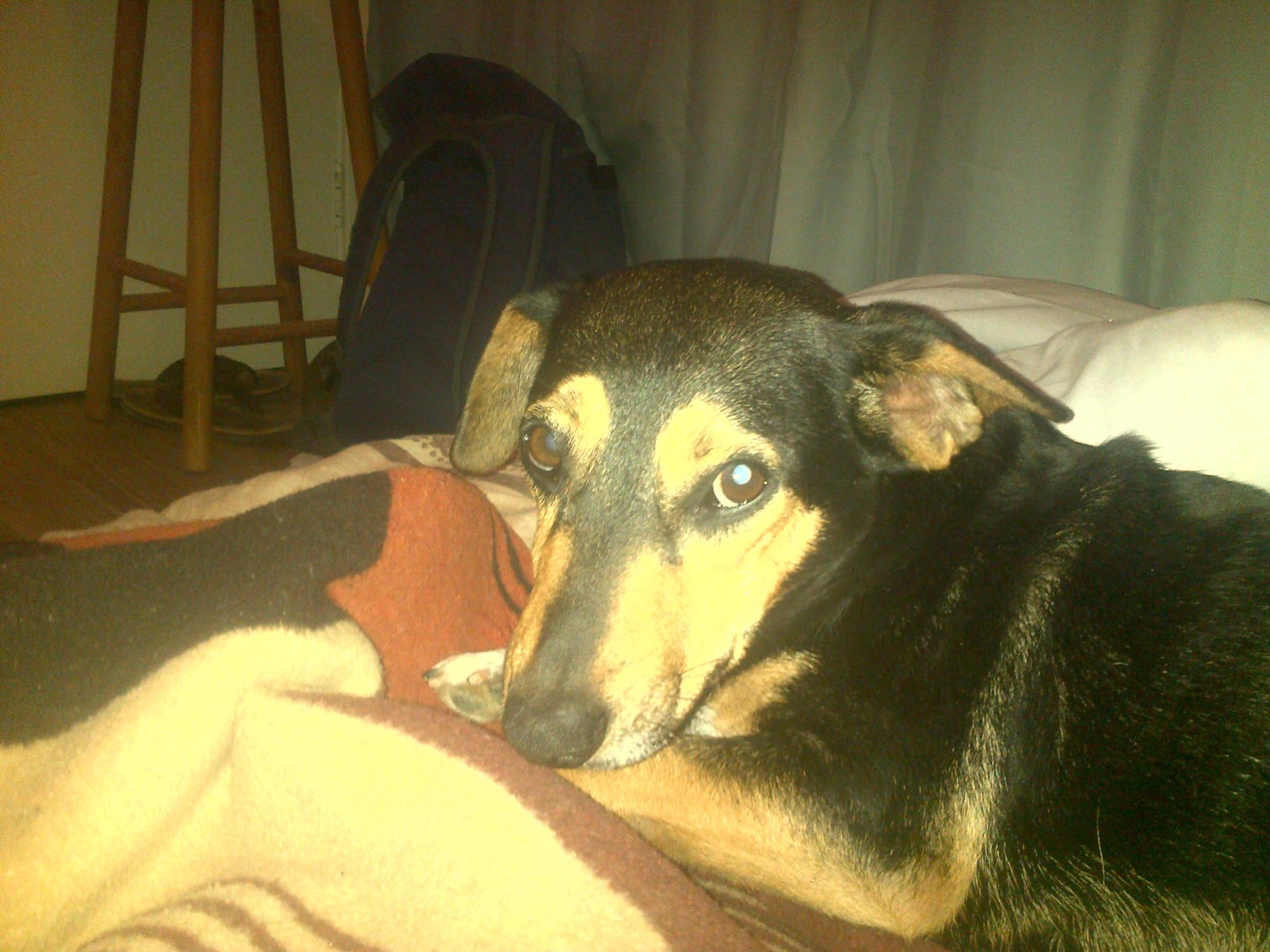 My dog(Mobile pic)