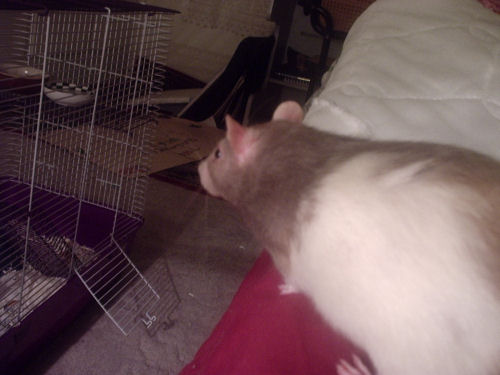 my fat rat.