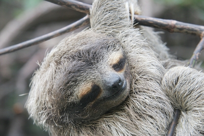 My favorit sloth picure!!! i still love slots!!!!!