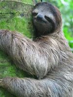 My last sloth picure. or is it?