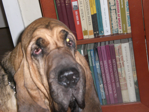 My old Dog (Ten years - Dead) Bloodhound