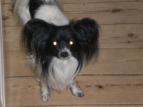 My Other dog (6 years) Pavilion