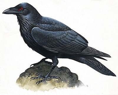 My raven scouts. They serve my demonic form, Hellion.

Hellion is the evil counterpart of the Storm Dragon, Varsaigen. Hellion is much darker scales