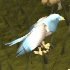 My Saradomin Bird