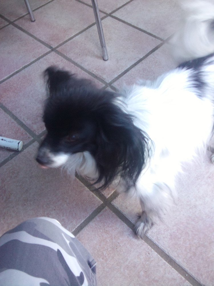 My small dog and cute little tongue.