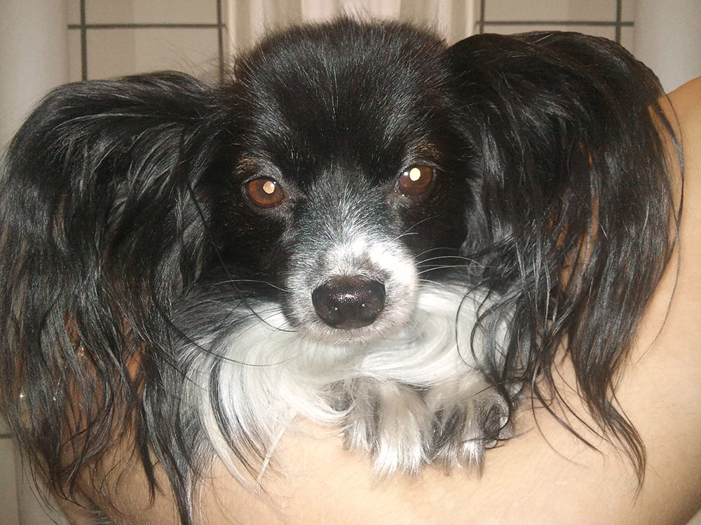 My small dog being carried by me :)