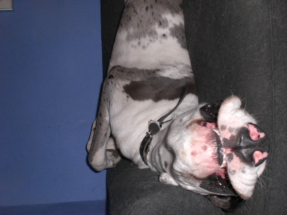 My wierd dog - looks a bit alien