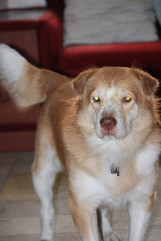 My Wolf Form