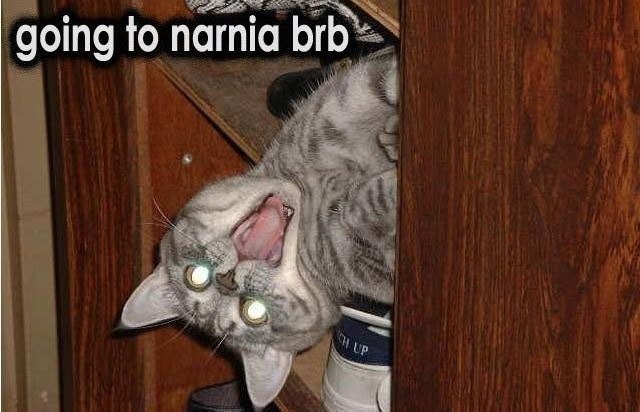 Narnia Cat