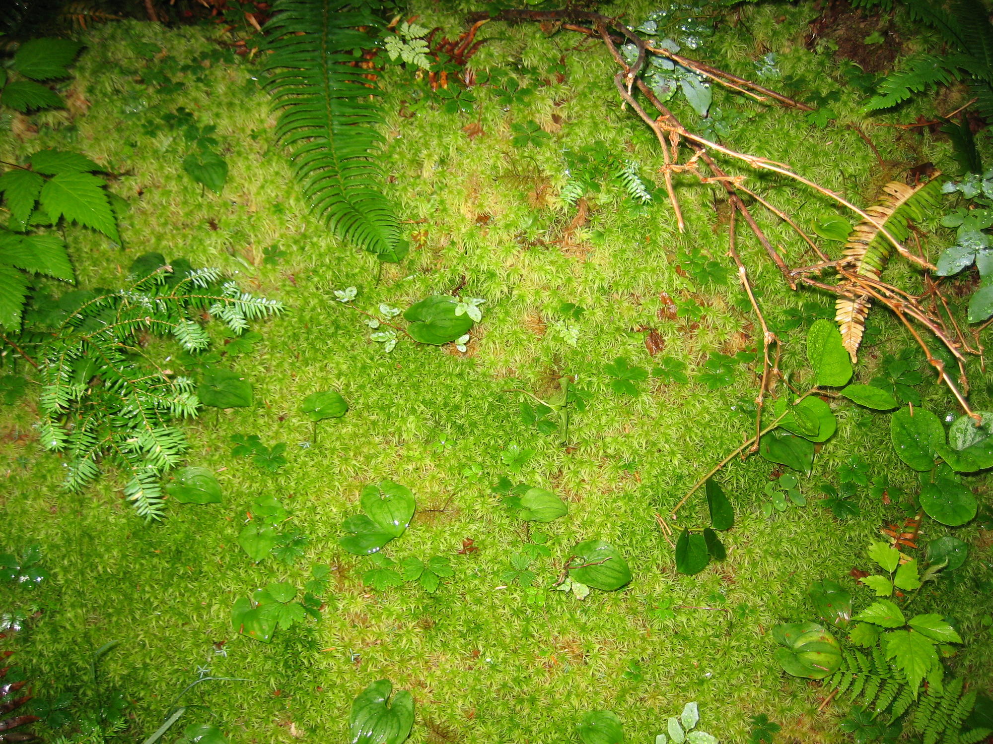 Nature__s_Carpet_by_Craig_M