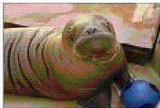 Nereus the baby walrus