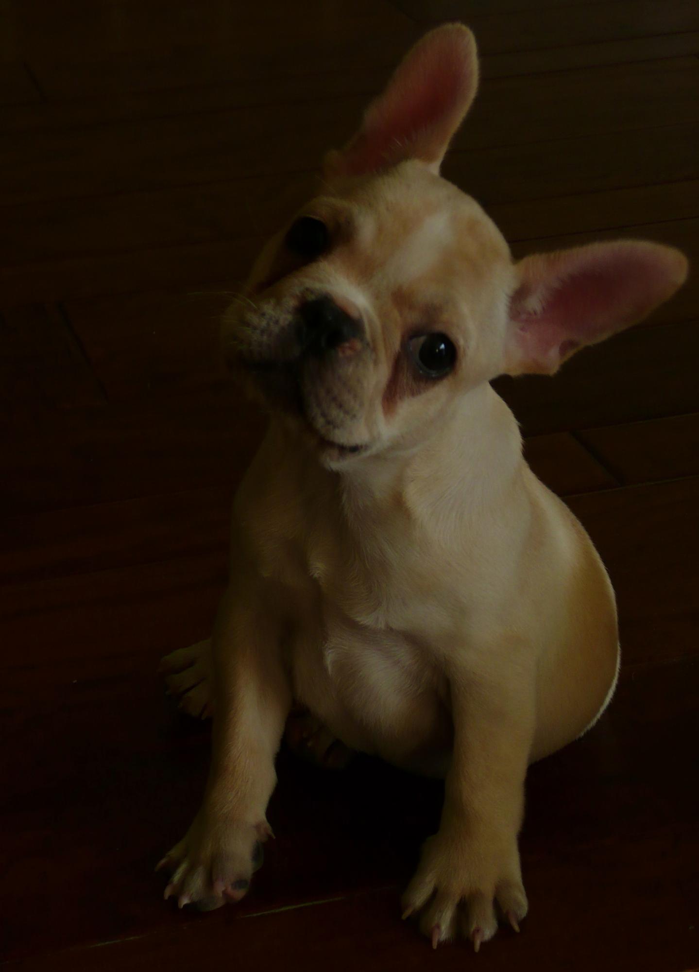 Not a pug, its my french bulldog. her name is Gwenevere (aka: Gwenny the pig) and shes a barrel full of monkeys O_o.