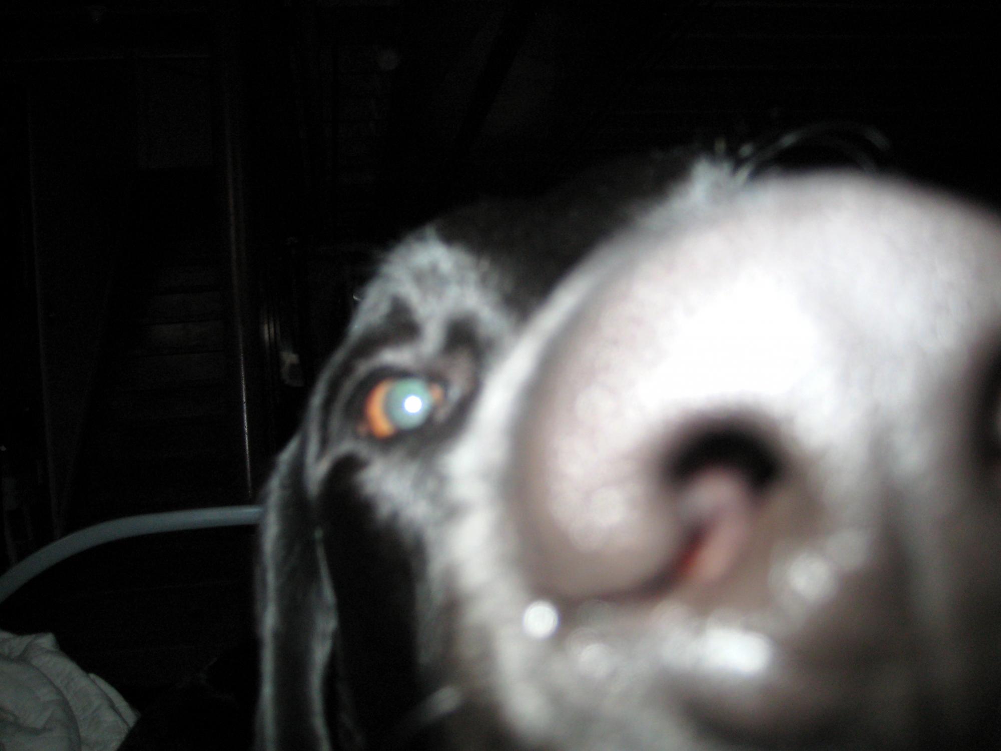 Oh Herro!